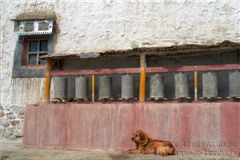 Молитвенные барабаны и пес у стен храма Бон По.