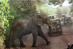 Слоны и джипы I