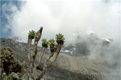 Килиманджаро в облаках.