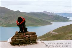 Тибетский мастиф на фоне озера